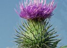 4 Spear thistle.jpg